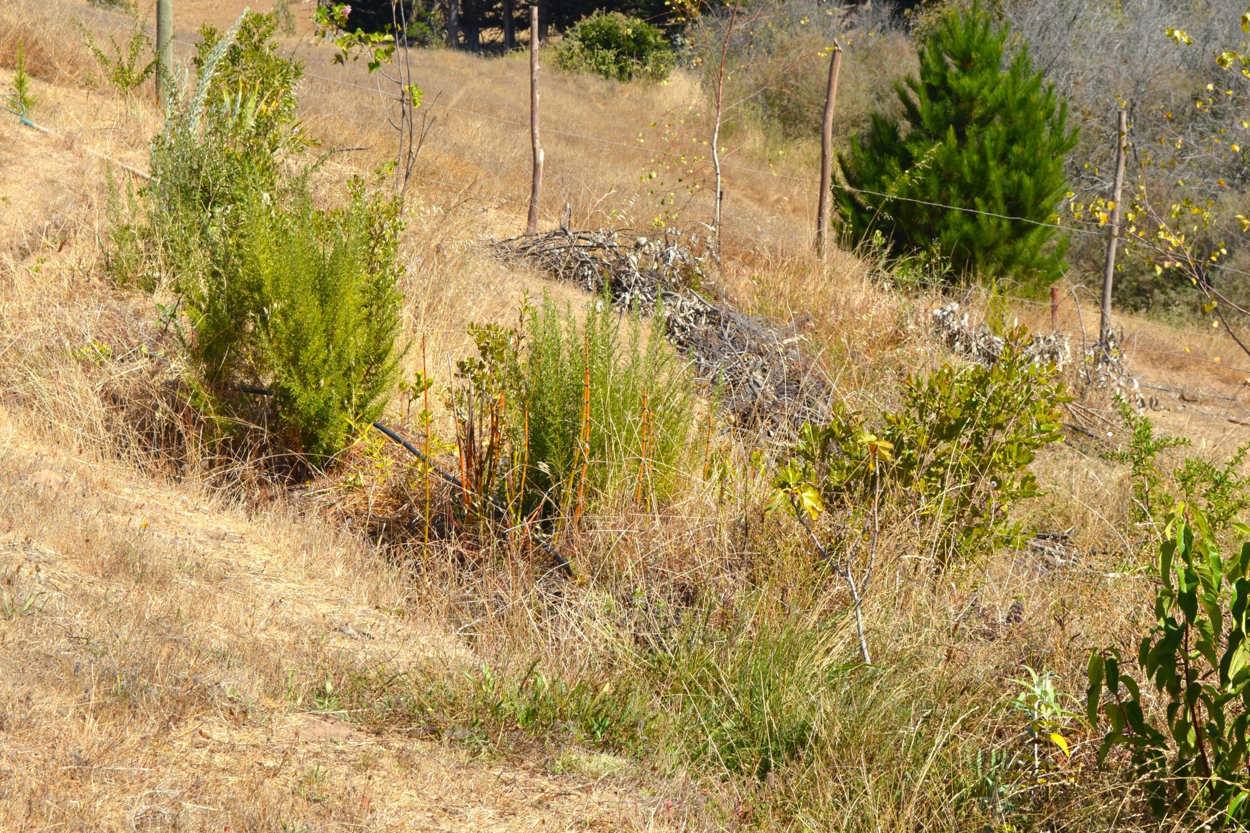 De la erosión a un suelo esponjoso