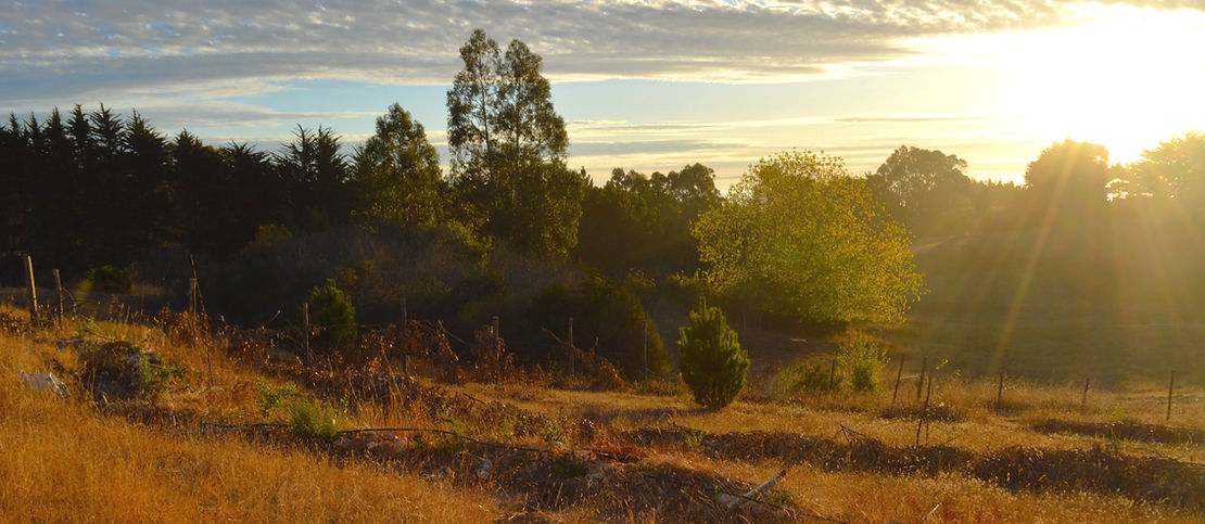 Restauración de un ecosistema local